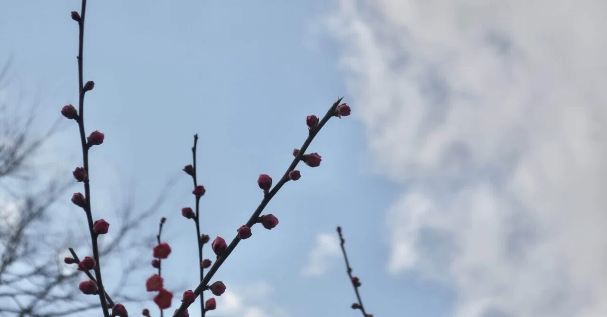梅の花